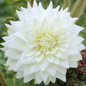 Dahlia Dcoratif 'White Perfection'